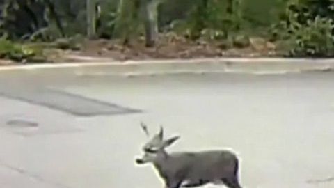 Imágenes muestran al ciervo huyendo tras ser disparado en Monrovia