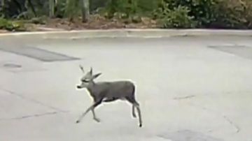 Imágenes muestran al ciervo huyendo tras ser disparado en Monrovia