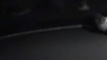 Snoop persiguió a su amo, como suplicando que no lo dejara.