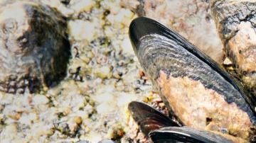 Las conchas de los mejillones se volvieron su peor enemigo.