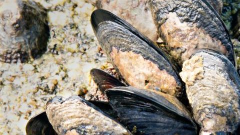 Las conchas de los mejillones se volvieron su peor enemigo.