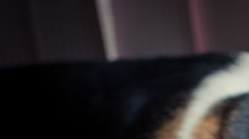 shutterstock_383801827