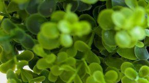 Hay más de 200,000 aplicaciones de salud.