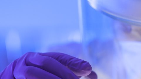 Las reglas de bioseguridad serán manejadas por la OMS.