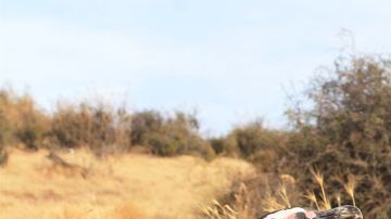 Los pingüinos llegan en muy malas condiciones.