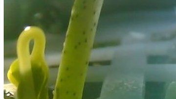 Esta es la primera vez que se cultivan plantas en la Luna.