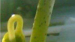 Esta es la primera vez que se cultivan plantas en la Luna.