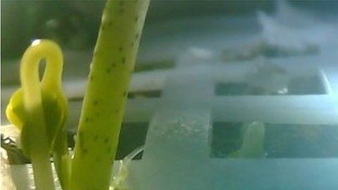Esta es la primera vez que se cultivan plantas en la Luna.