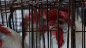 Para las gallinas, es como poner un huevo normal.