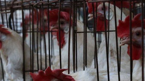 Para las gallinas, es como poner un huevo normal.