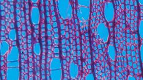 Muestra de la madera del aliso, un árbol común en Europa.