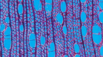 Muestra de la madera del aliso, un árbol común en Europa.