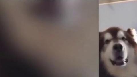 El acompañante viajaba tranquilo, sentado al lado de su dueña.