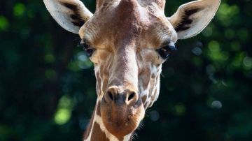 La jirafa murió accidentalmente, según el zoológico