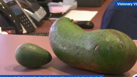 Así es como se ve ese aguacate al lado de uno normal.