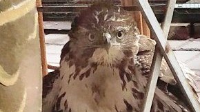 El águila junto a su presa