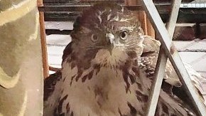 El águila junto a su presa