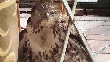 El águila junto a su presa