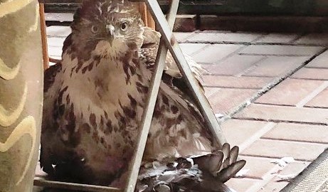 El águila junto a su presa
