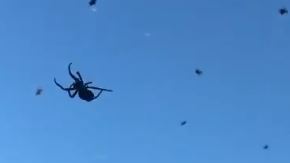 Las arañas suspendidas en el aire se ven aterradoras.