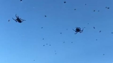 Las arañas suspendidas en el aire se ven aterradoras.