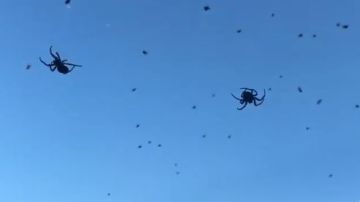 Las arañas suspendidas en el aire se ven aterradoras.