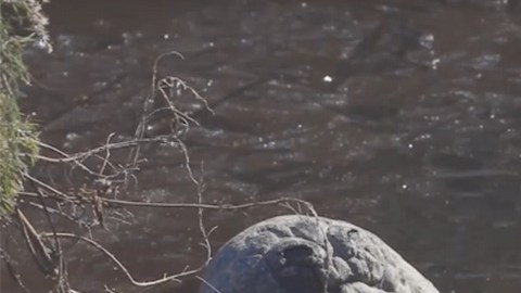 Los caimanes congelados.