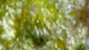 Chiquis Rivera y Lorenzo Méndez