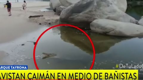 El cocodrilo le dio un gran susto a los turistas de Tayrona.