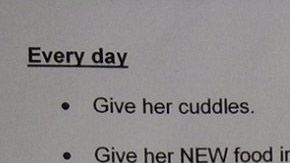 Lista de obligaciones para cuidar al gato.