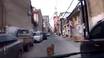 Un perro ayuda a salvar a su dueño indicando el camino a una ambulancia.