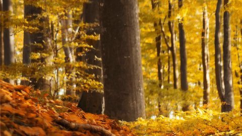 Solo se fabricaron 25