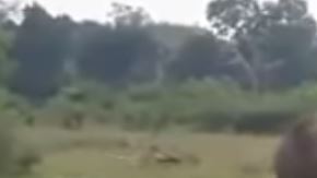 El elefante pudo actuar en defensa propia.