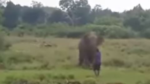 El elefante pudo actuar en defensa propia.