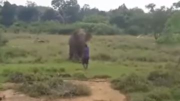 El elefante pudo actuar en defensa propia.