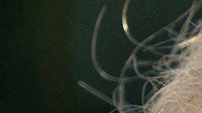 Truimp se reunirá en el Campo David con sus colaboradores.