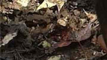 Felipe Gómez Alonzo, de 8 años, era oriundo de la aldea Yalambojoch.