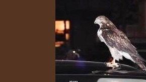 El ave hasta descansó en el techo de un auto