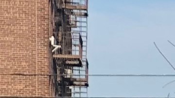 José Ortiz y Segundo Quishpi, dos jornaleros ecuatorianos esperan ganar unos dólares extra recogiendo nieve durante la tormenta anunciada para este fin de semana.