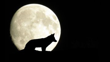 La Luna de Lobo ocurre en enero. Pixabay