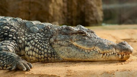 El cocodrilo emergió de las aguas.