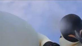 Los pingüinos parecían mirar fijamente a la cámara.