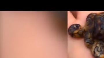 En el video se ve cómo el animal se desplaza en la mano.