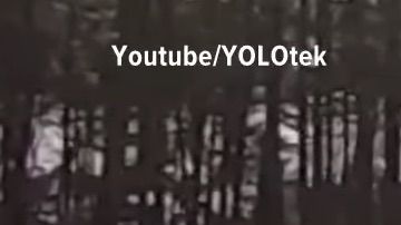 Un perro le da a la reversa de un auto y lo manda al agua.