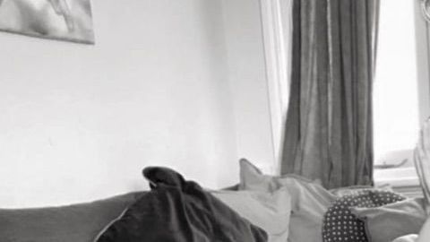 La moda del cat yoga en alza.