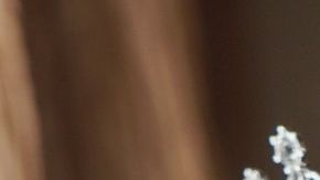 shutterstock_740912647