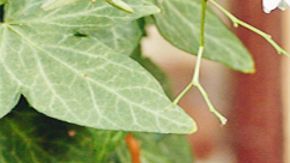 Culminan las platicas entre ambas empresas, cuyos directores incluso aparecieron en un programa de televisión para hablar acerca de los beneficios de la alianza