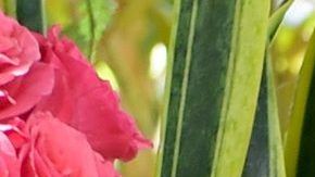 Winona Ryder junto a su posible esposo,  Keanu Reeves.
