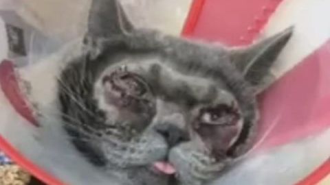 La dueña del animal quería que se viera "más bella".