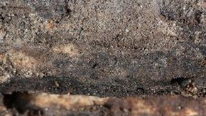 Las cucarachas y las moscas caseras pueden proliferar en los próximos años.